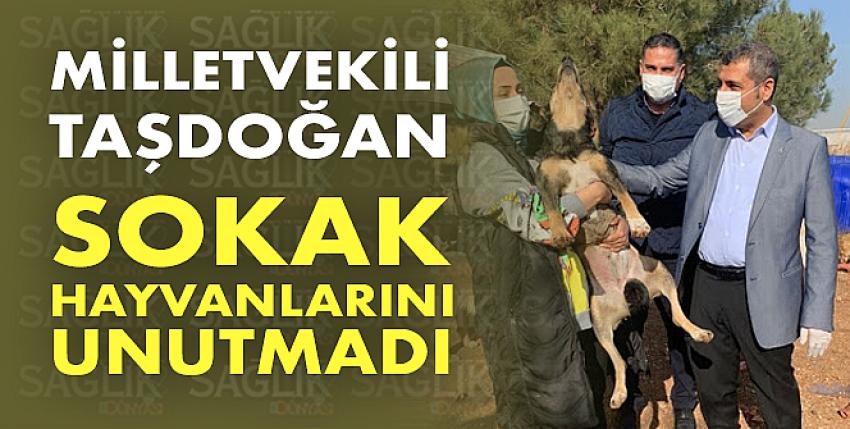 Milletvekili Taşdoğan sokak hayvanlarını unutmadı