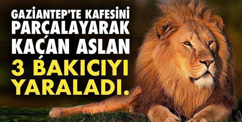 Gaziantep hayvanat bahçesinde kafesten kaçan aslan dehşet saçtı.!