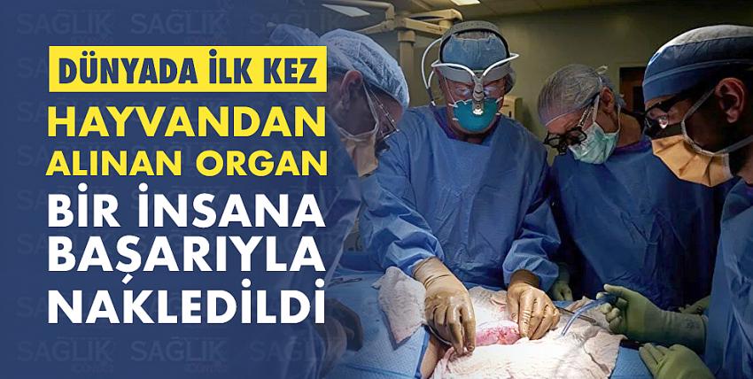 Dünyada ilk kez hayvandan alınan organ bir insana başarıyla nakledildi: