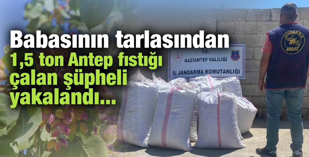 Babasının tarlasından 1,5 ton Antep fıstığı çalan şüpheli yakalandı