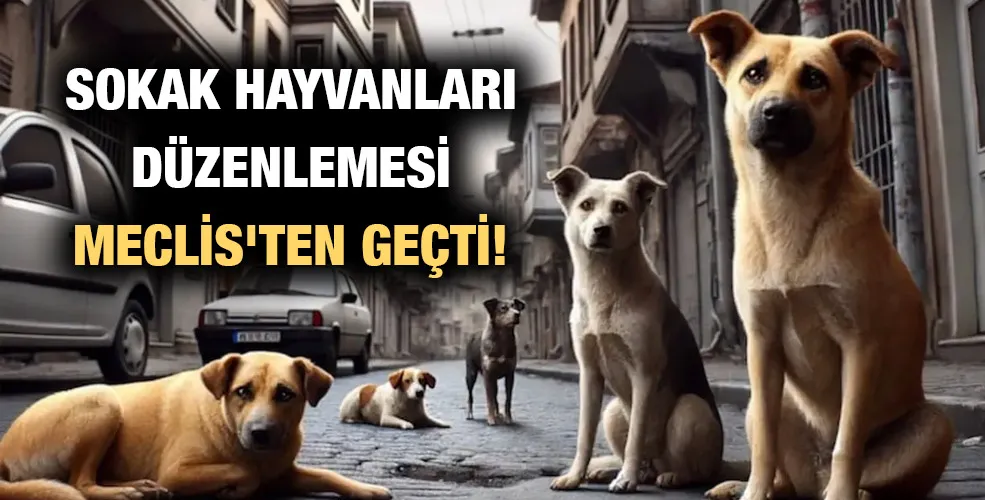 Sokak hayvanları düzenlemesi Meclis