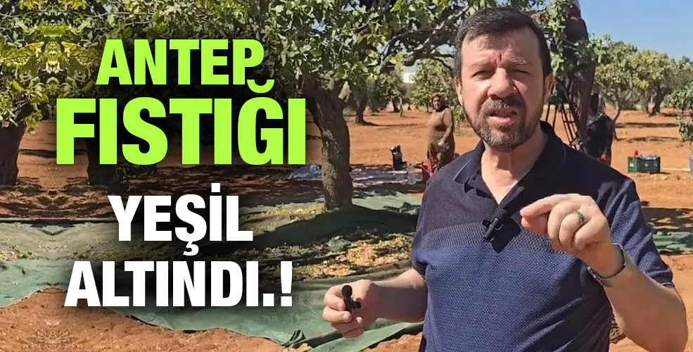 ANTEP FISTIĞI YEŞİL ALTINDI.!