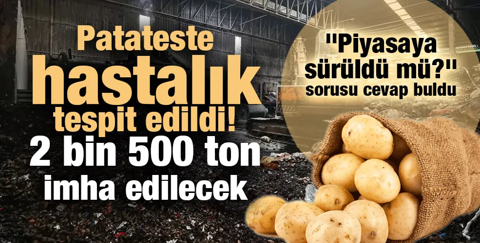 Patateste hastalık tespit edildi! 2 bin 500 ton imha edilecek...