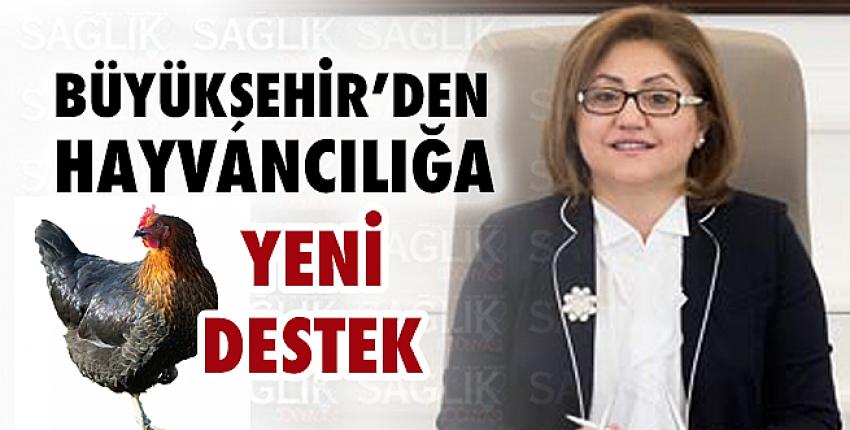 Büyükşehir’den hayvancılığa yeni destek